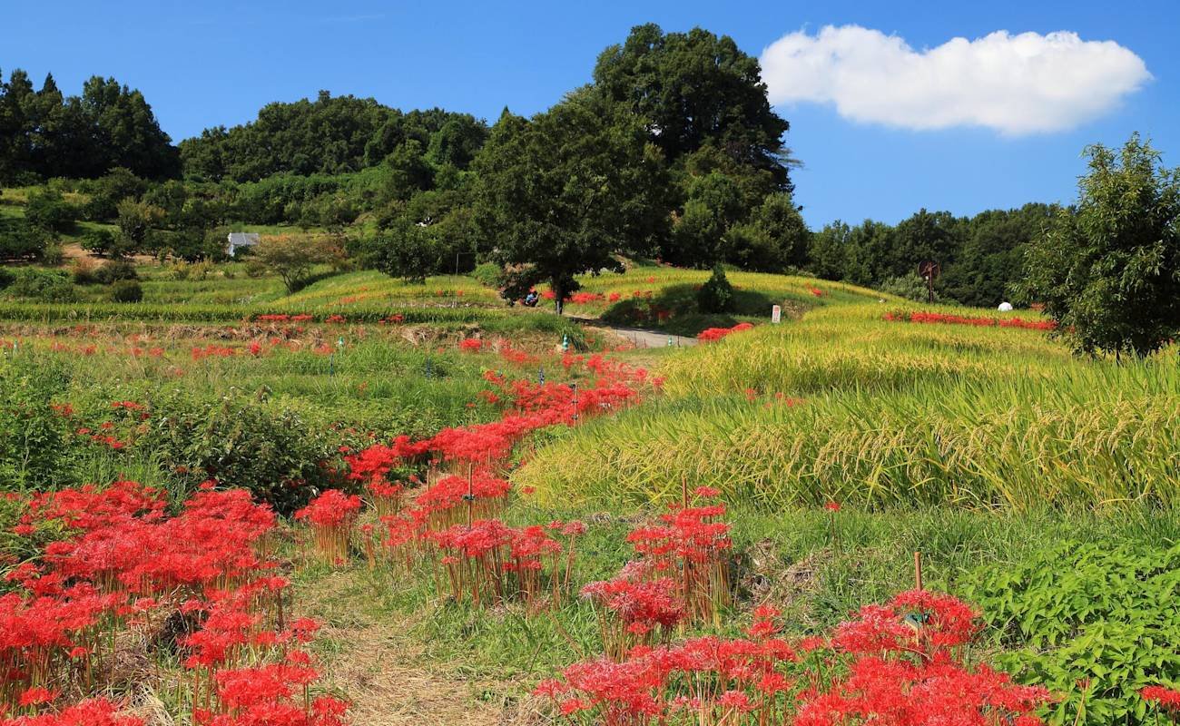 🏞️ 미로쿠 자연공원(미로쿠시젠코엔) 이미지 6